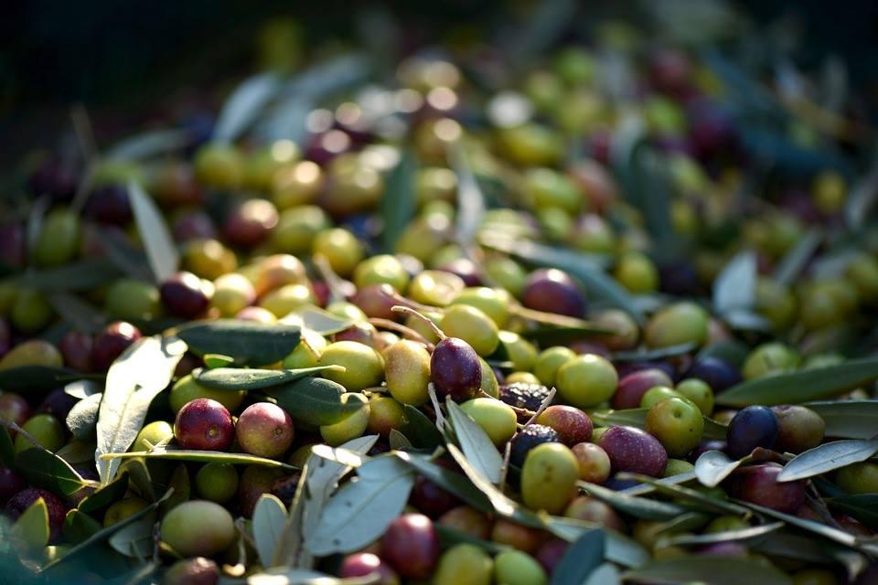 olio-frantoio-colli-euganei-olive