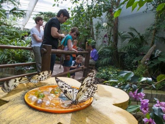 farfalle al Butterfly Arc di Montegrotto Terme
